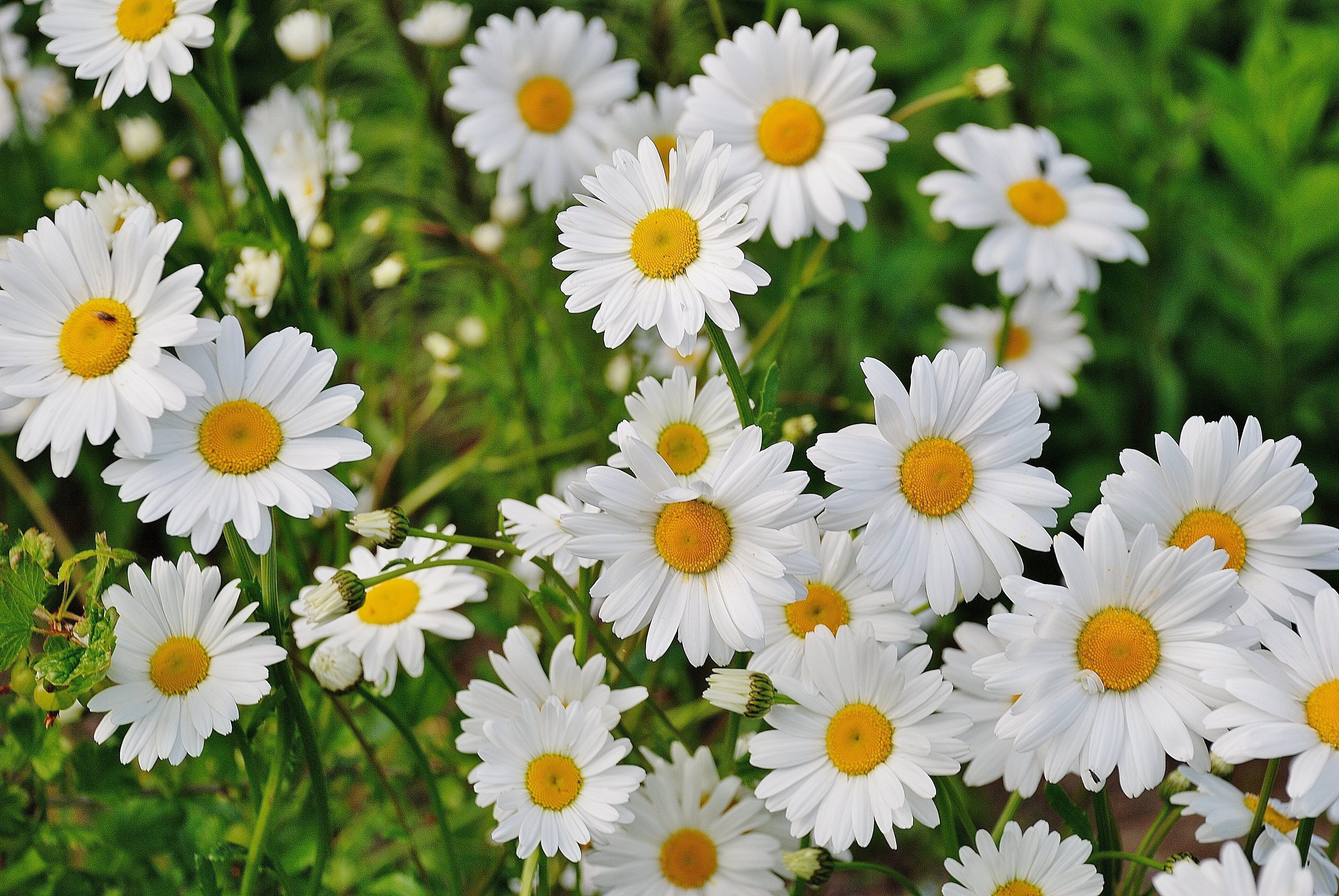 Seasonal Allergies and Your Skin