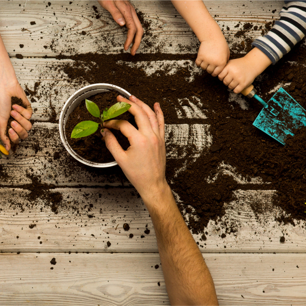 Pandemic Playbook – Plant A Garden