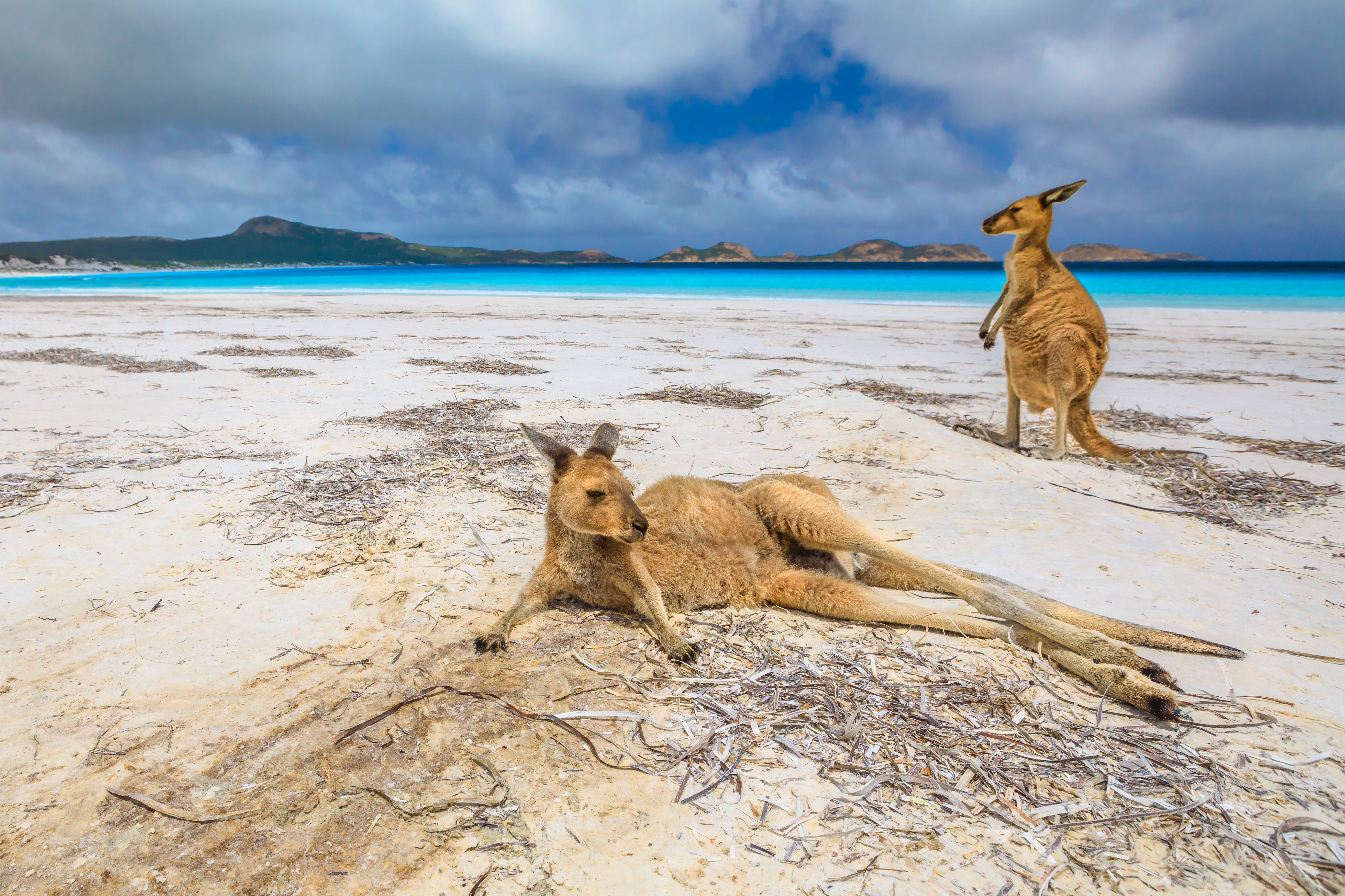 Help Australian Wildlife
