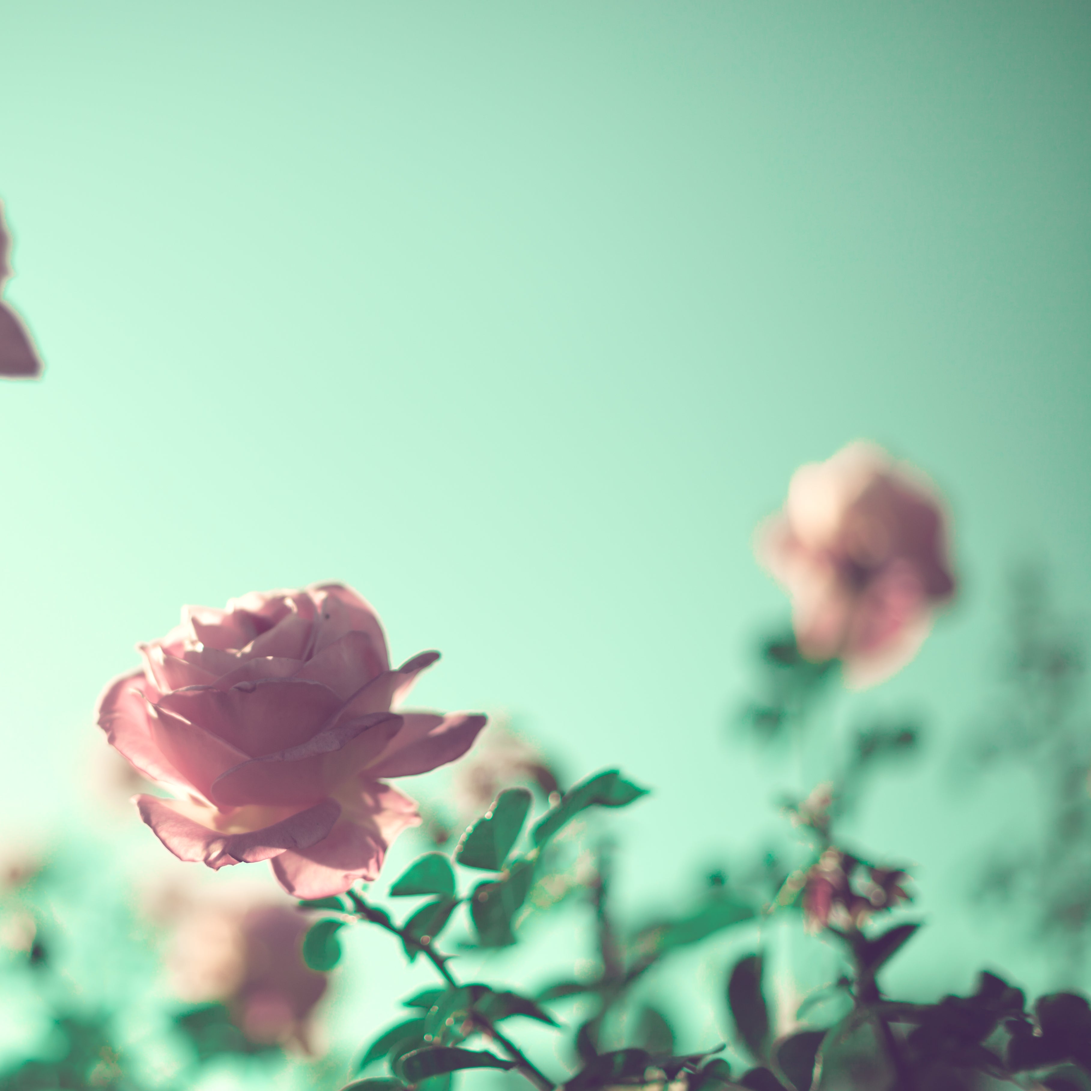 Why You Need A Botanical Skincare Boost
